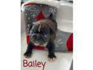 Pug Puppy for sale in Bellefontaine, OH, USA