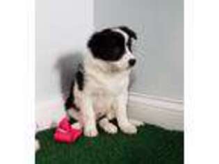 Border Collie Puppy for sale in Rutledge, MO, USA