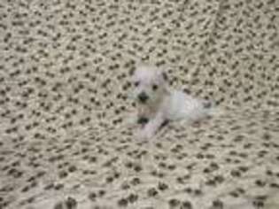 West Highland White Terrier Puppy for sale in Beggs, OK, USA