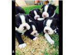 Boston Terrier Puppy for sale in Long Beach, CA, USA