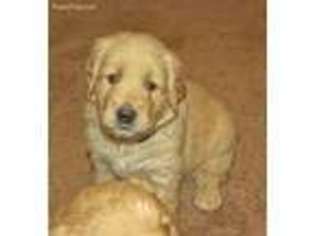 Golden Retriever Puppy for sale in Middletown, NY, USA