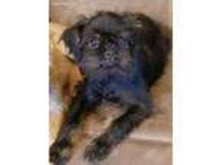 Brussels Griffon Puppy for sale in Newburgh, ME, USA
