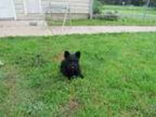 Scottish Terrier Puppy for sale in Port Byron, NY, USA