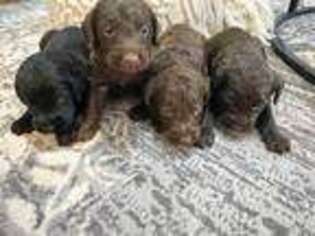 Labradoodle Puppy for sale in Rocky Mount, NC, USA