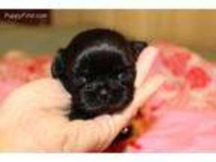 Mutt Puppy for sale in Gilbert, SC, USA