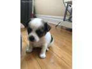 Tibetan Spaniel Puppy for sale in Miller Place, NY, USA