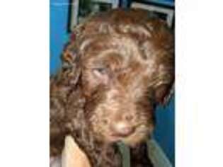 Labradoodle Puppy for sale in Moscow, ID, USA