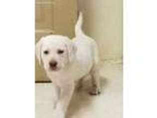 Labrador Retriever Puppy for sale in Lapeer, MI, USA