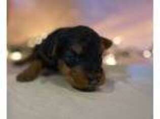 Welsh Terrier Puppy for sale in Marshallville, OH, USA