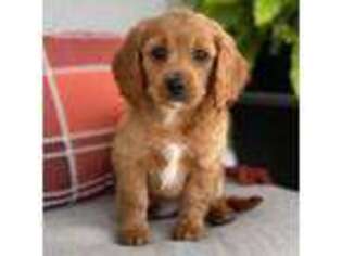 Cavapoo Puppy for sale in Bluffton, IN, USA
