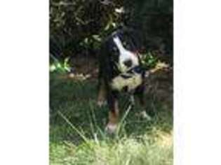 Greater Swiss Mountain Dog Puppy for sale in Jamaica Plain, MA, USA