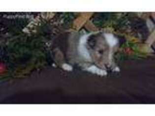 Shetland Sheepdog Puppy for sale in Grabill, IN, USA