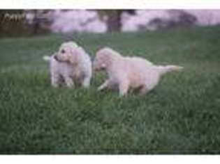 Goldendoodle Puppy for sale in Cable, OH, USA
