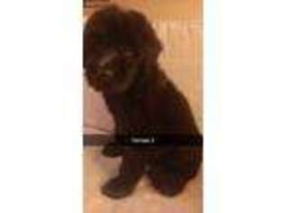 Goldendoodle Puppy for sale in Itta Bena, MS, USA