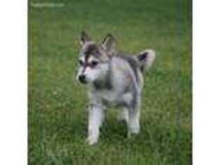 Chinook Puppy for sale in Grand Rapids, MI, USA