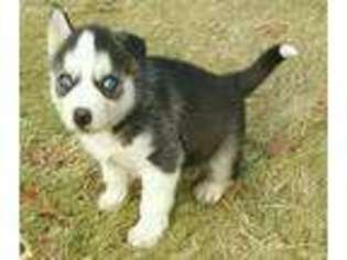 Siberian Husky Puppy for sale in West Springfield, MA, USA