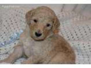 Mutt Puppy for sale in Springhill, LA, USA