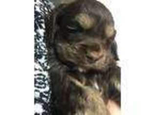 Cocker Spaniel Puppy for sale in Pickens, SC, USA