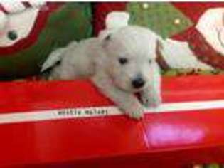 West Highland White Terrier Puppy for sale in Cord, AR, USA