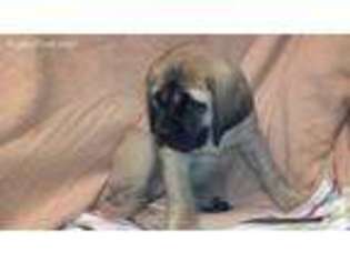Mastiff Puppy for sale in ALBIA, IA, USA