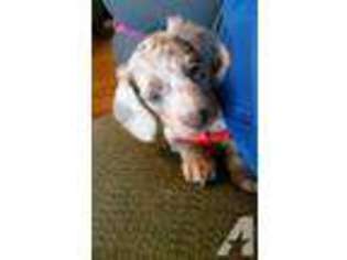 Dachshund Puppy for sale in SEARCY, AR, USA