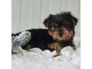 Yorkshire Terrier Puppy for sale in Geneva, NY, USA