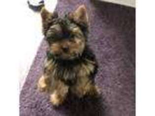 Yorkshire Terrier Puppy for sale in Rural Retreat, VA, USA