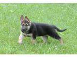 German Shepherd Dog Puppy for sale in Boones Mill, VA, USA