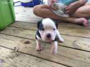 American Bulldog Puppy for sale in Crossville, TN, USA