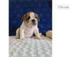 Bulldog Puppy for sale in Canton, OH, USA