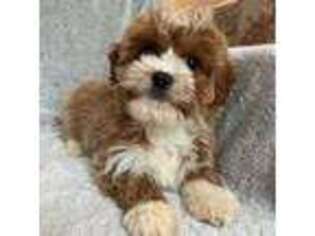 Cavapoo Puppy for sale in Lowville, NY, USA
