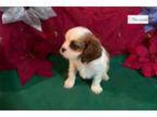Cavalier King Charles Spaniel Puppy for sale in Tulsa, OK, USA