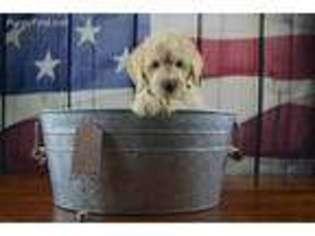 Goldendoodle Puppy for sale in Yoder, CO, USA