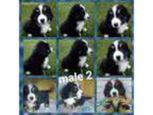 Bernese Mountain Dog Puppy for sale in Reading, MI, USA