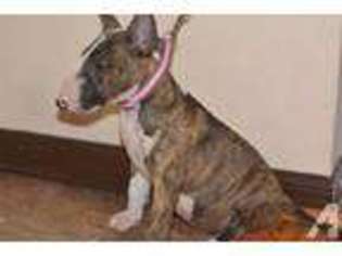 Bull Terrier Puppy for sale in RUSKIN, FL, USA