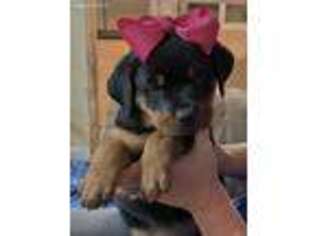 Rottweiler Puppy for sale in Cookeville, TN, USA