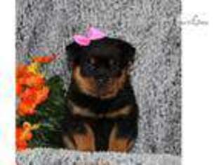 Rottweiler Puppy for sale in Harrisburg, PA, USA