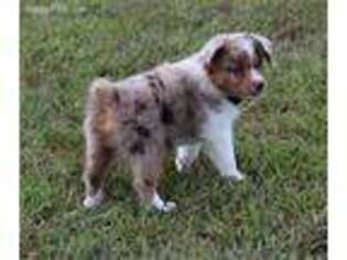 Miniature Australian Shepherd Puppy for sale in Benton, MO, USA