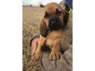 Bloodhound Puppy for sale in Salome, AZ, USA