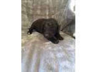 Labradoodle Puppy for sale in Cullman, AL, USA