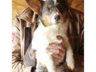 Pembroke Welsh Corgi Puppy for sale in Milton, WI, USA