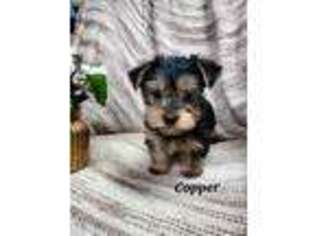 Yorkshire Terrier Puppy for sale in Colby, WI, USA