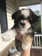 Havanese Puppy for sale in Charleston, SC, USA