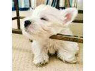 West Highland White Terrier Puppy for sale in Geneva, NY, USA