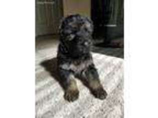 Medium Photo #1 German Shepherd Dog Puppy For Sale in Glendale Heights, IL, USA