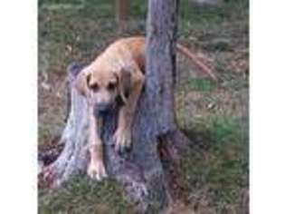 Great Dane Puppy for sale in Westville, IN, USA