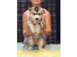 Alaskan Malamute Puppy for sale in Rocky Comfort, MO, USA