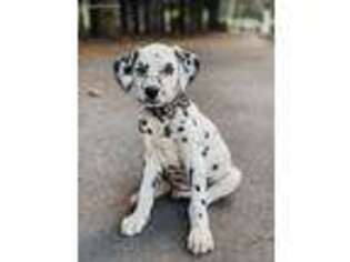 Dalmatian Puppy for sale in Yelm, WA, USA