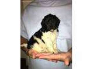 Goldendoodle Puppy for sale in Almo, KY, USA