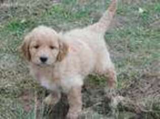 Goldendoodle Puppy for sale in Odon, IN, USA